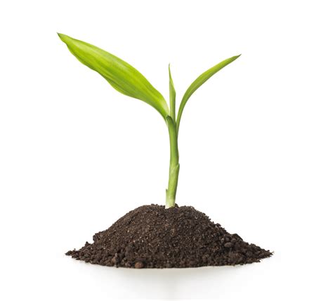 sprout meaning.